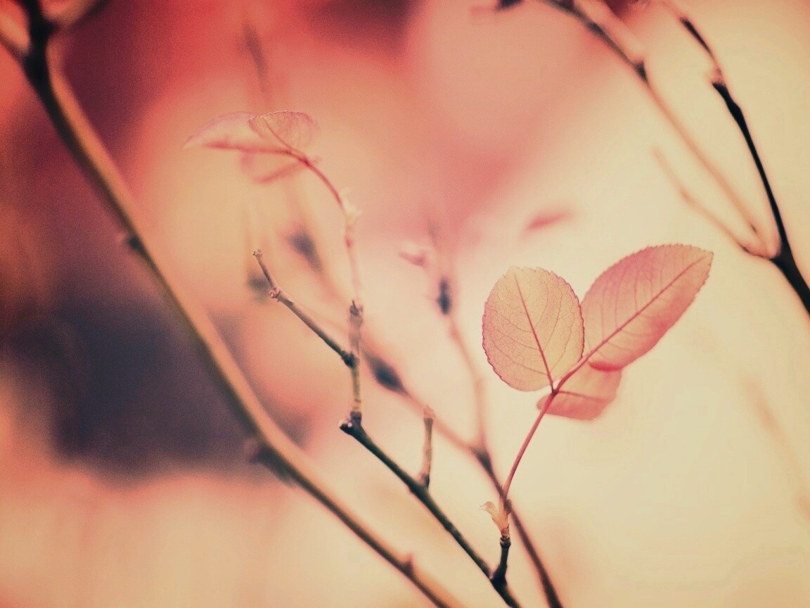 Красные листики обои