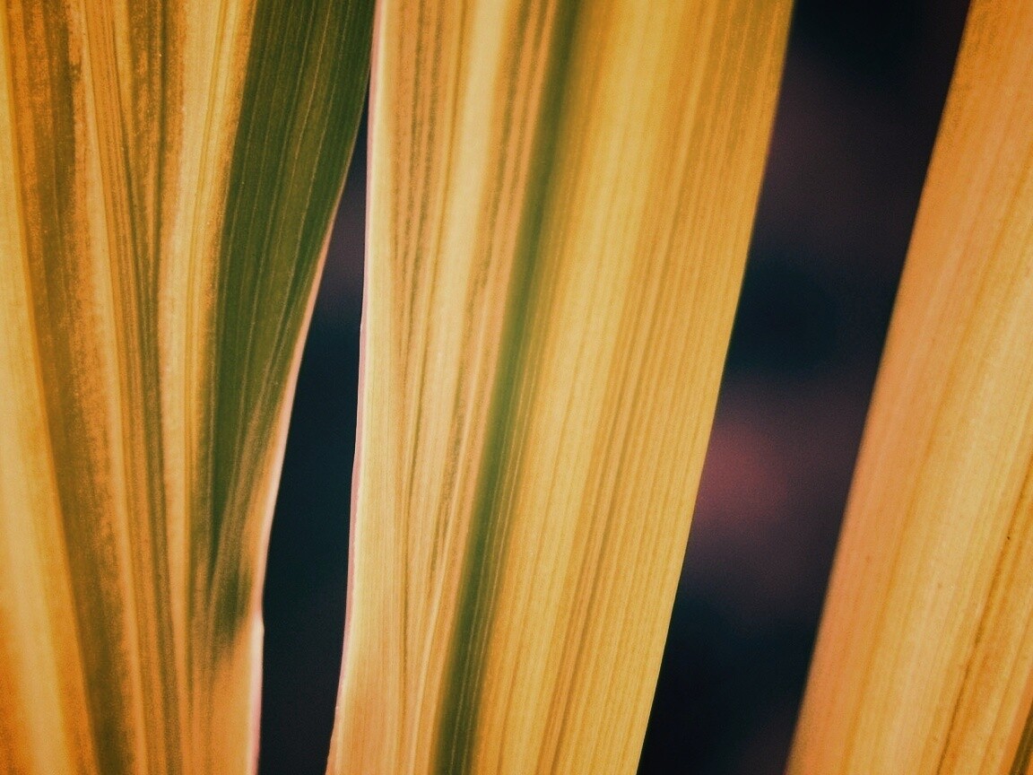 Салатоввые травинки обои