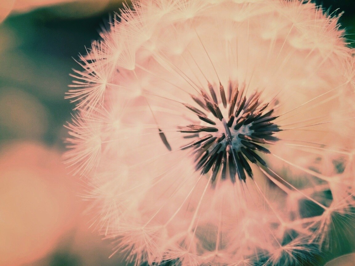 Макро фото одуванчика обои