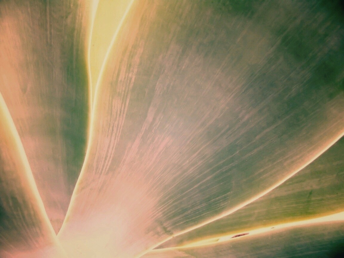 Макро фото травинки обои