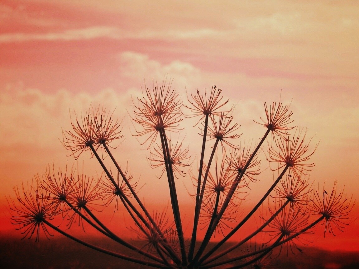 Зонтичное соцветие обои