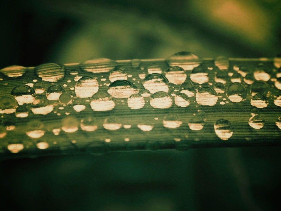 Капли на травинке обои