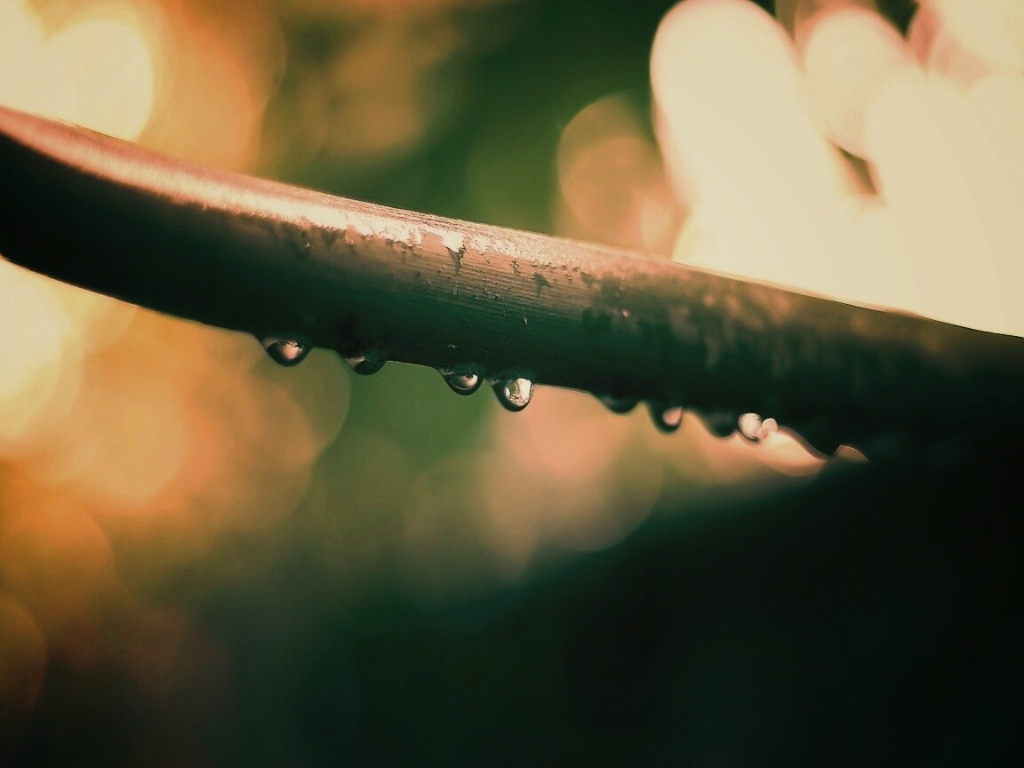 Капли на стебле обои