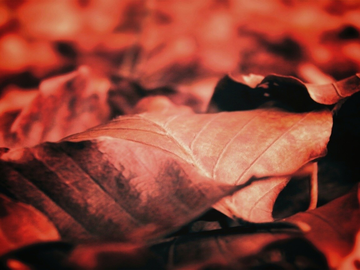 Мертвые листья обои