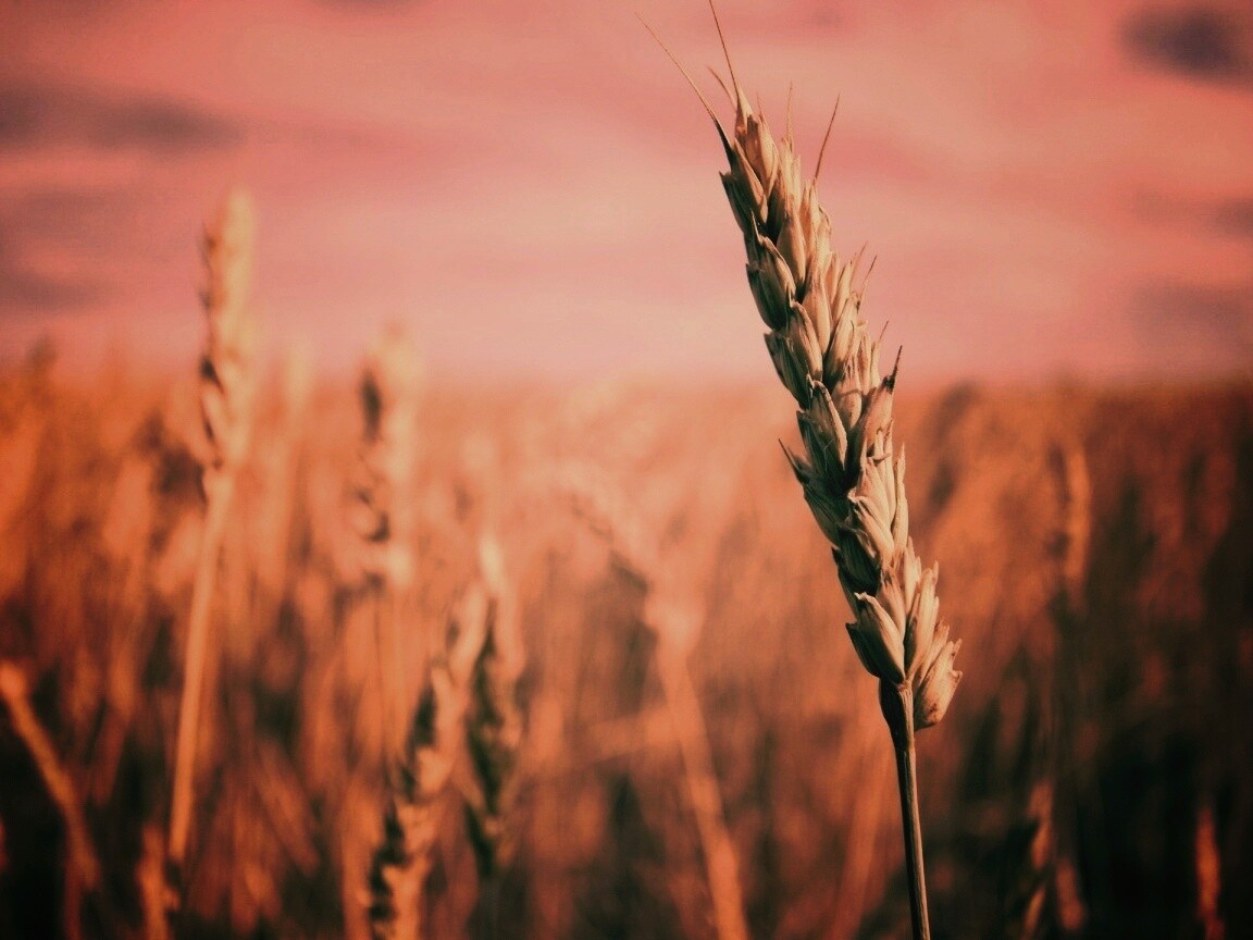 Колосок обои