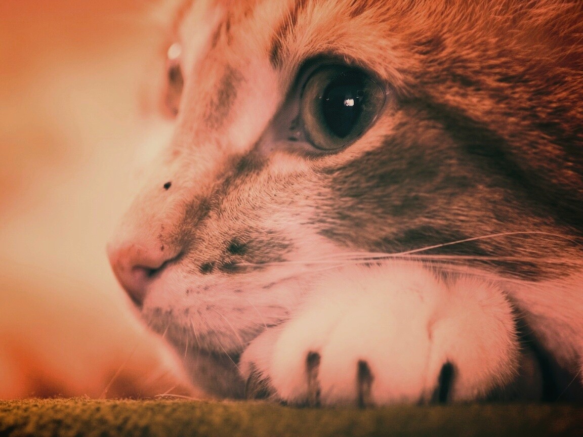 Мордочка на лапаках обои