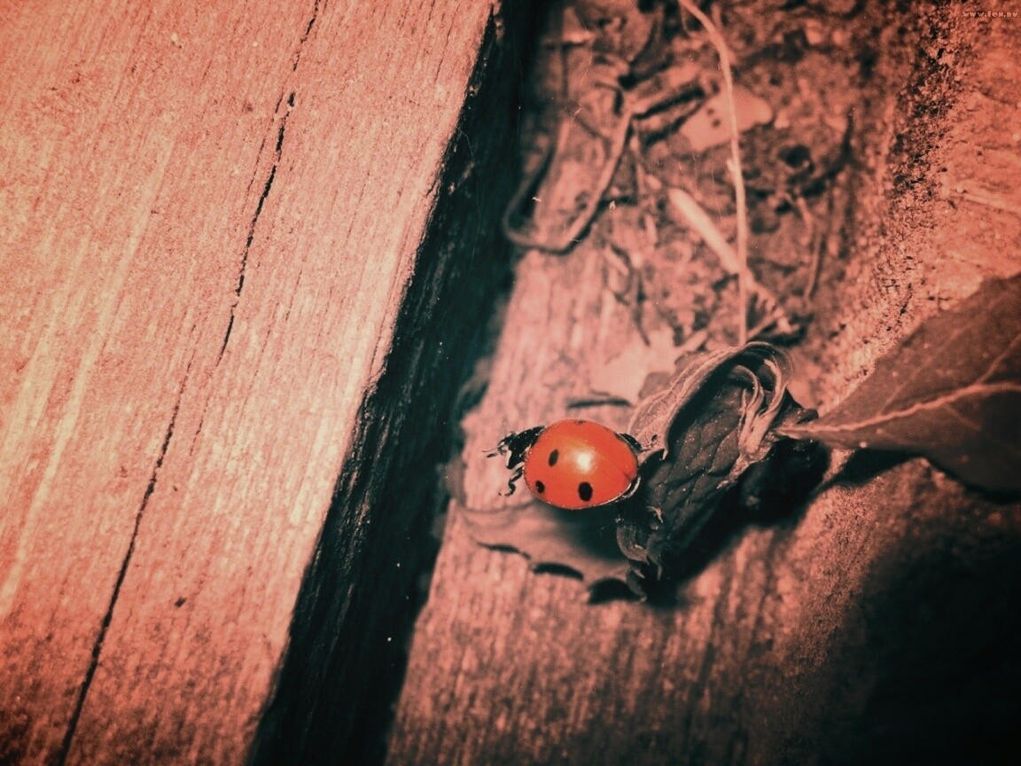 Божья коровка обои