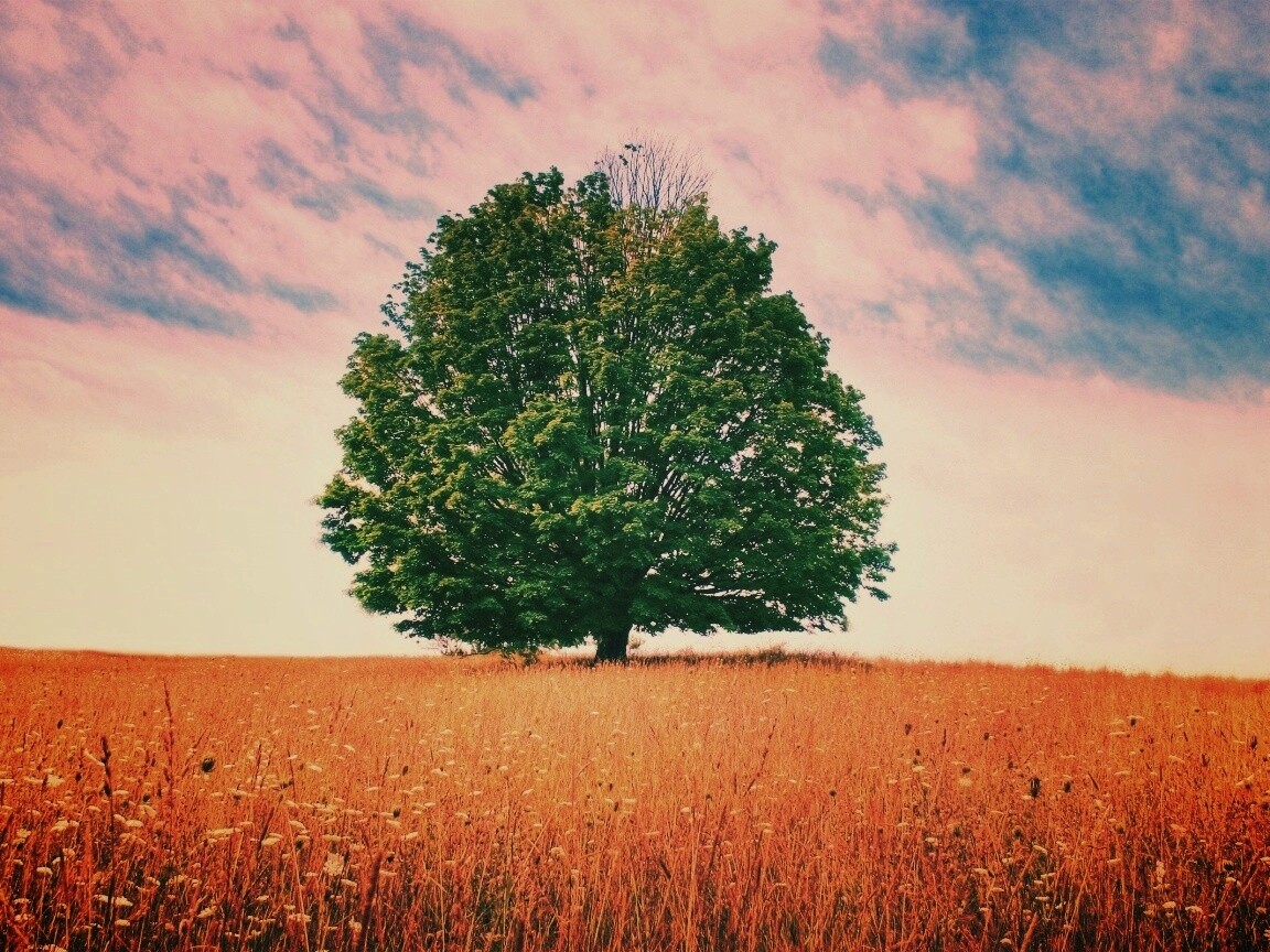 Зеленое дерево в желтом поле обои