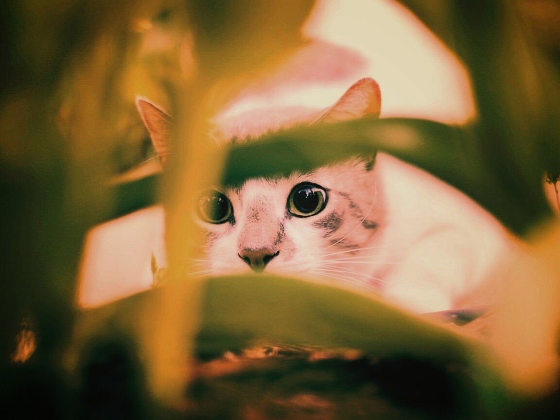Кот в засаде обои