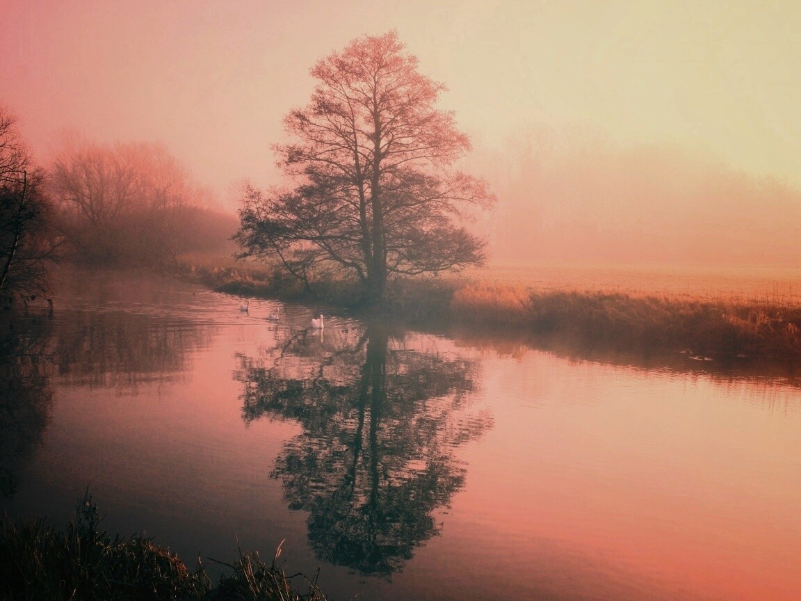 Дерево в тумане обои