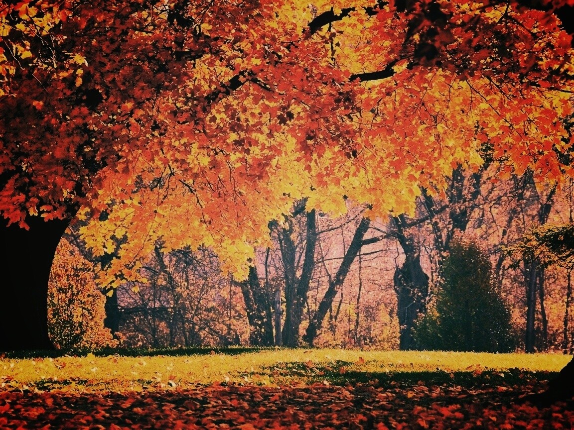 Размашистое осеннее дерево обои