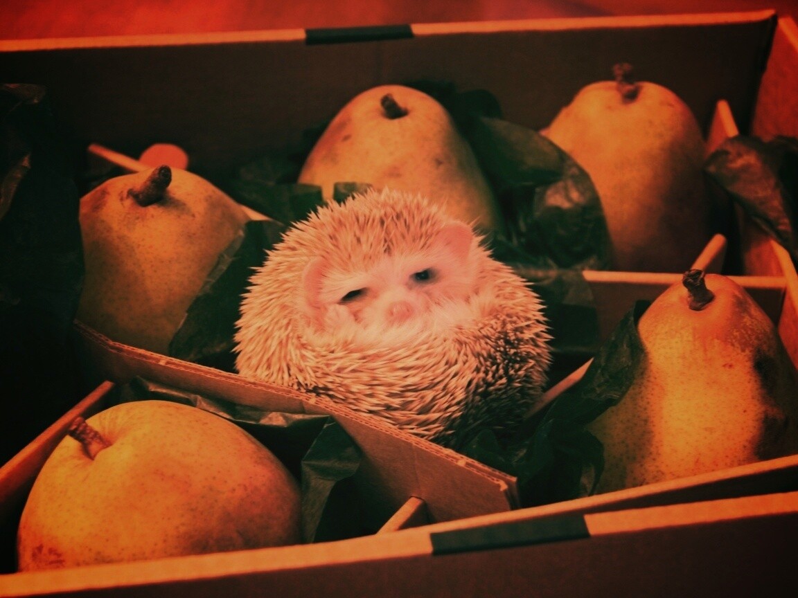 Ёжик в грушах обои