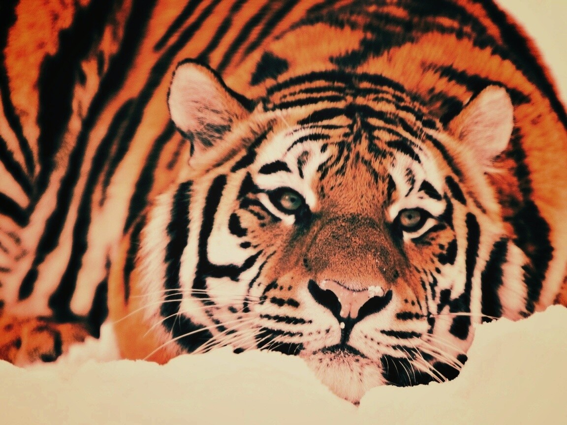 Тигр в снегу обои