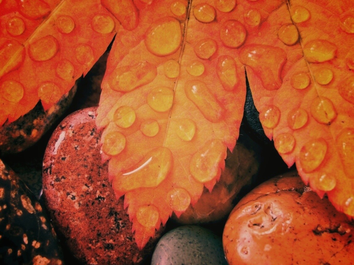 Мокрые листья на камнях обои