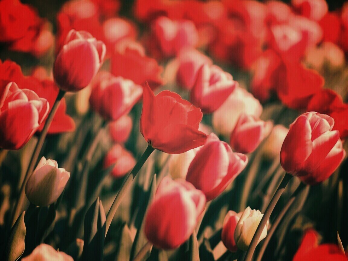 Тюльпаны обои