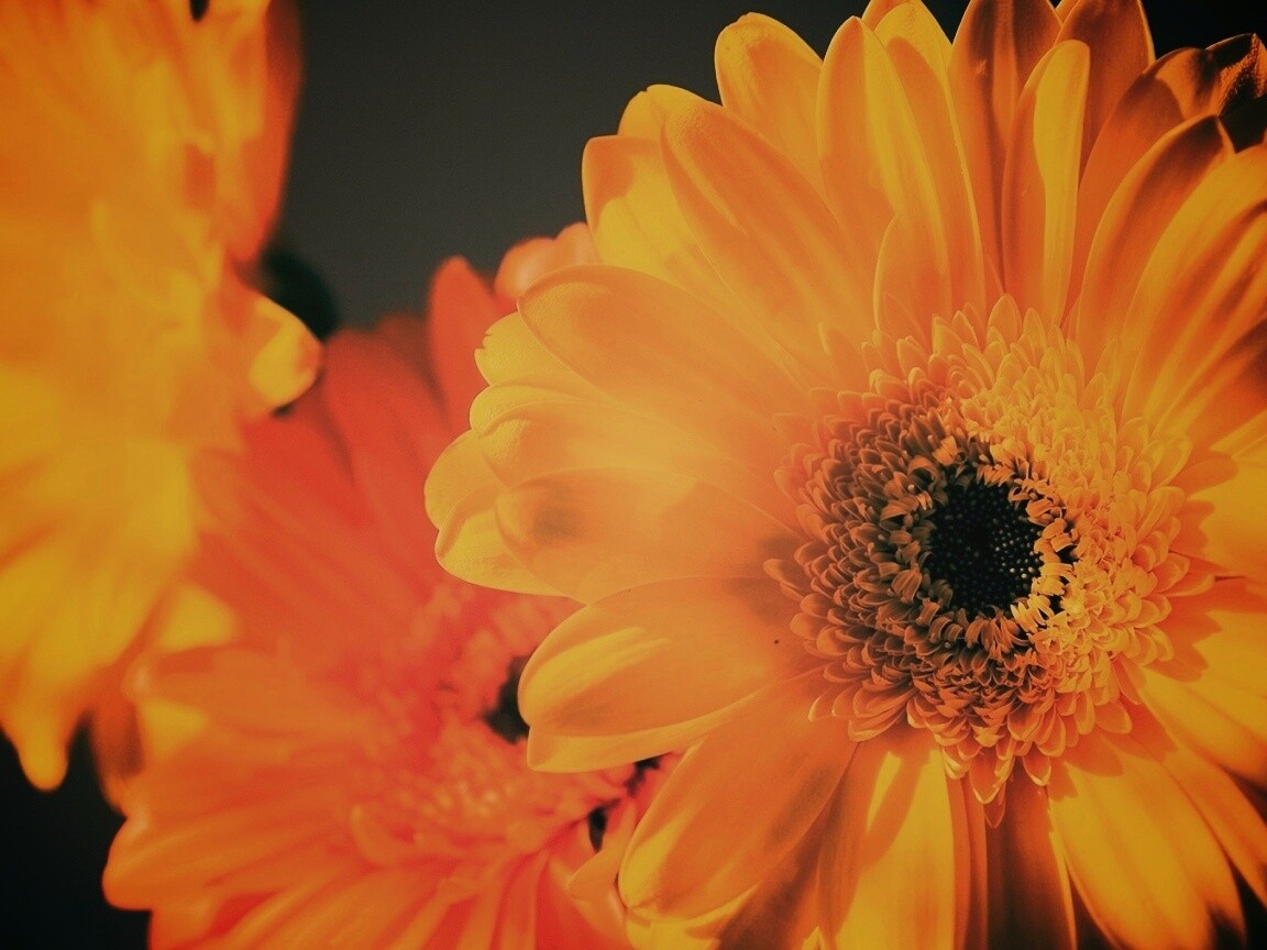 Желтый гербер обои