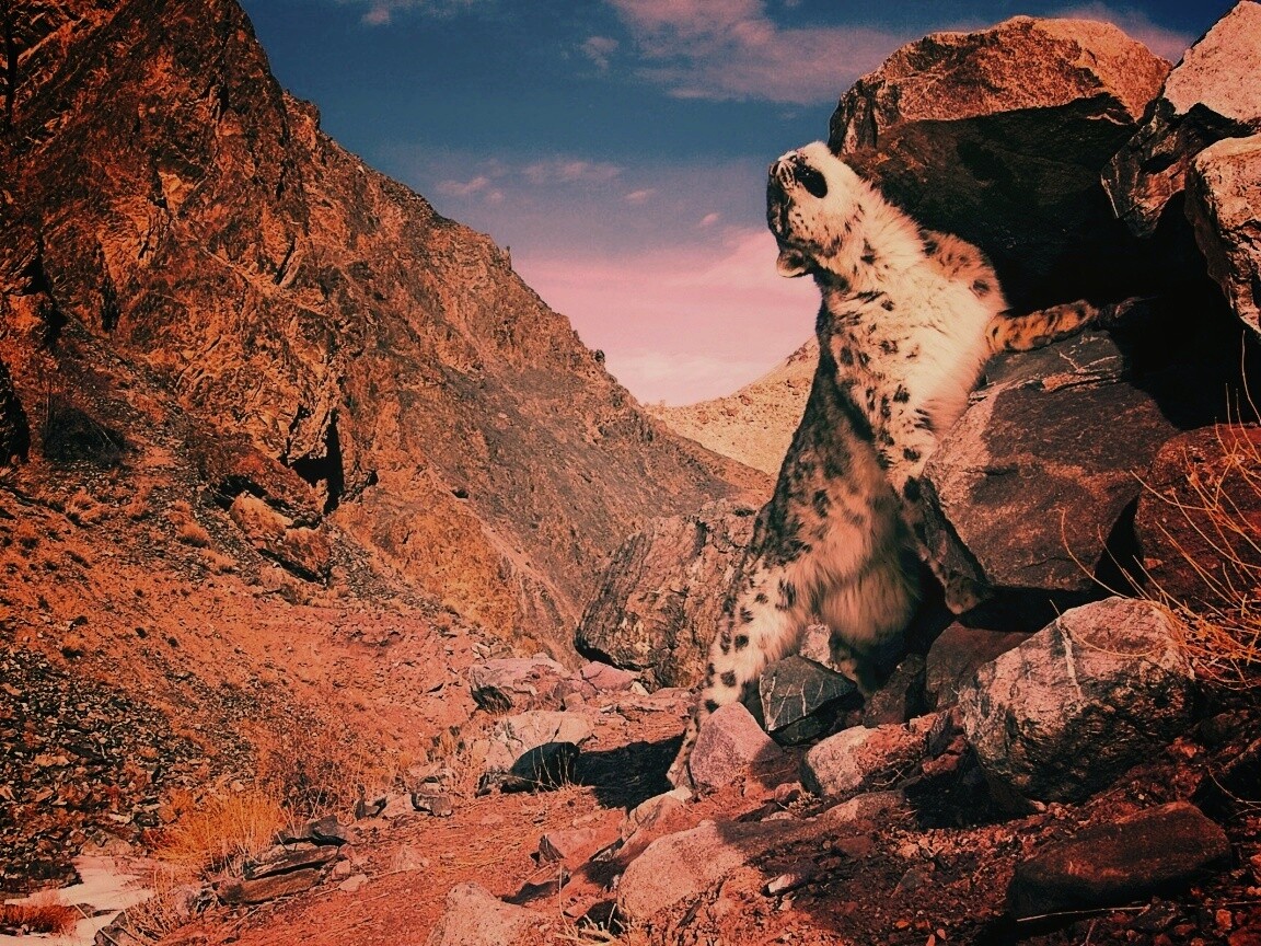 Барс чешется о камни обои