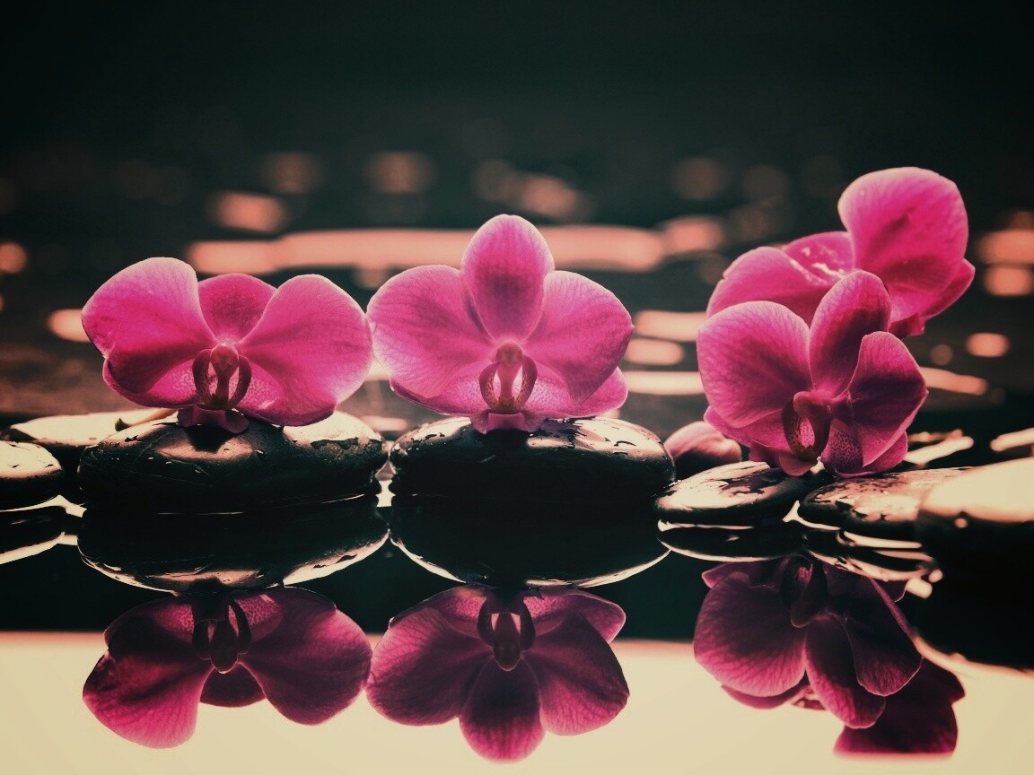 Орхидеи на камнях обои