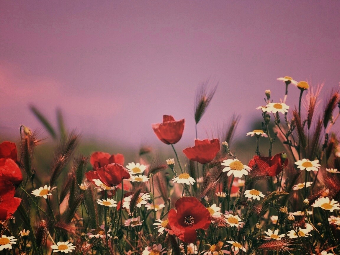 Цветы в поле обои