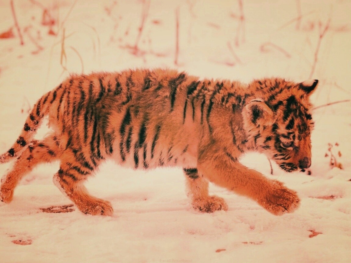Тигренок на снегу обои