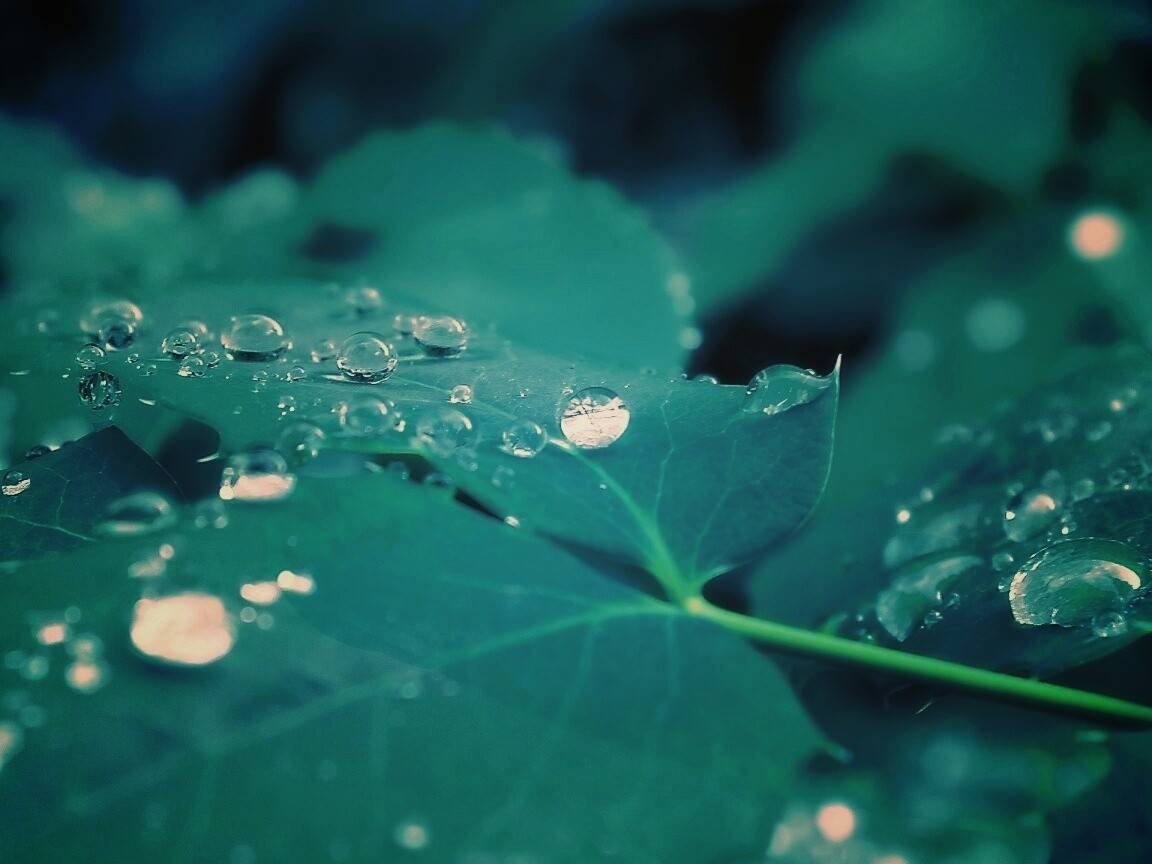 Синеватый лист обои