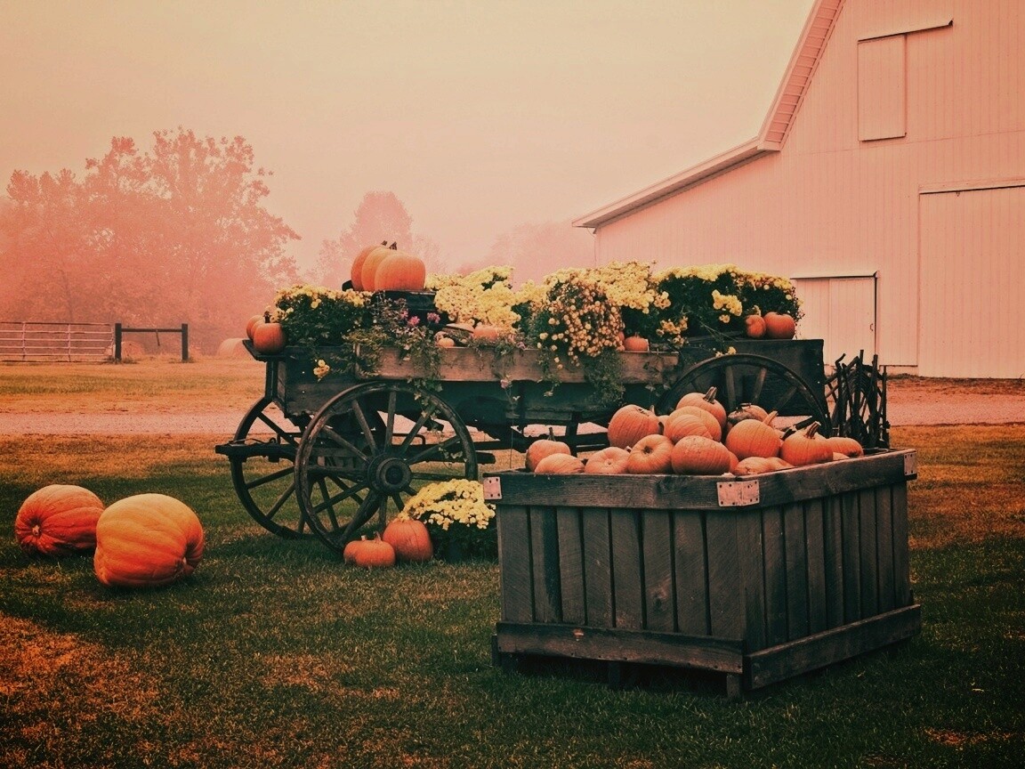 Урожай тыков обои