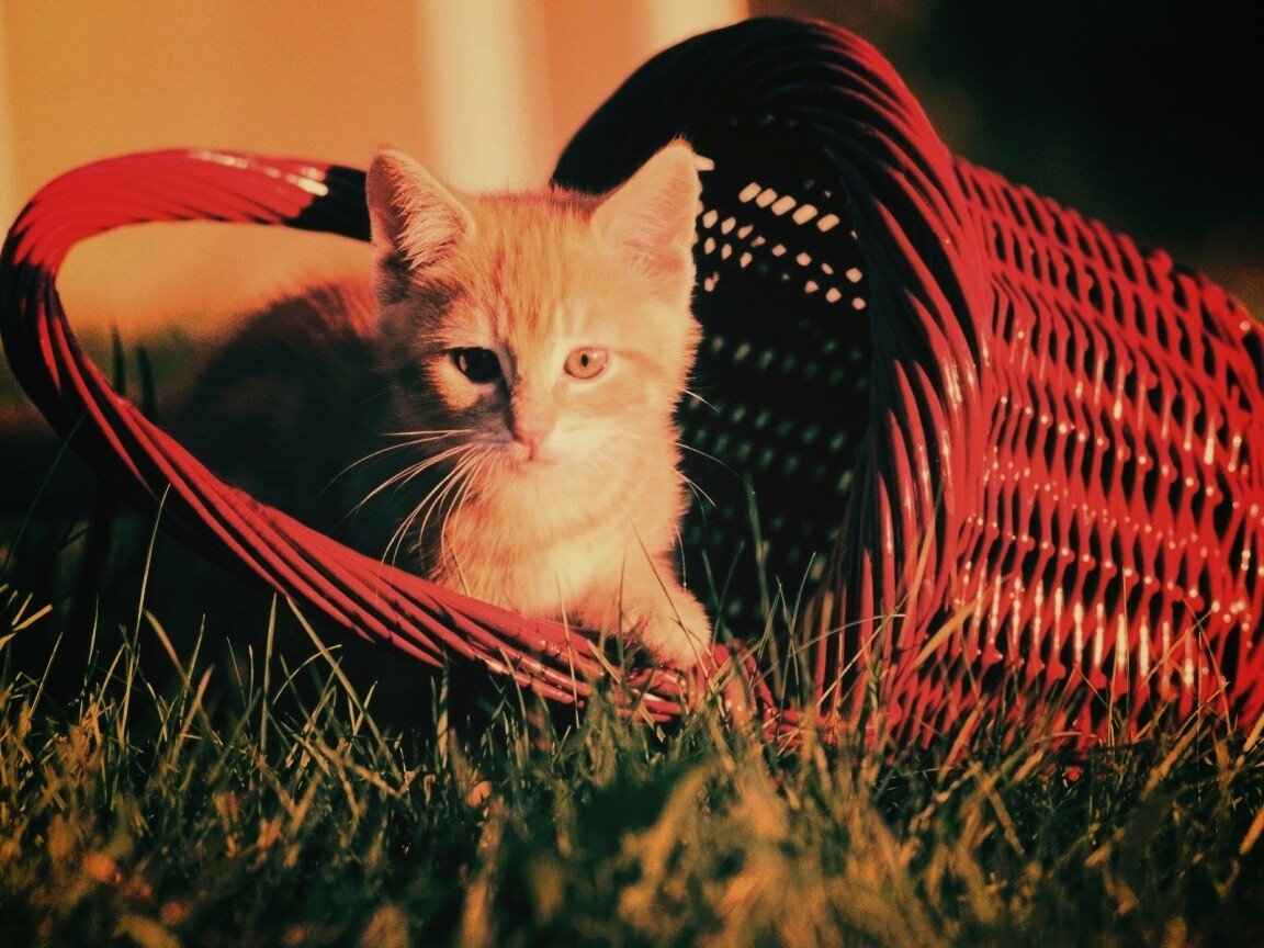 Рыжий котенок в корзине обои