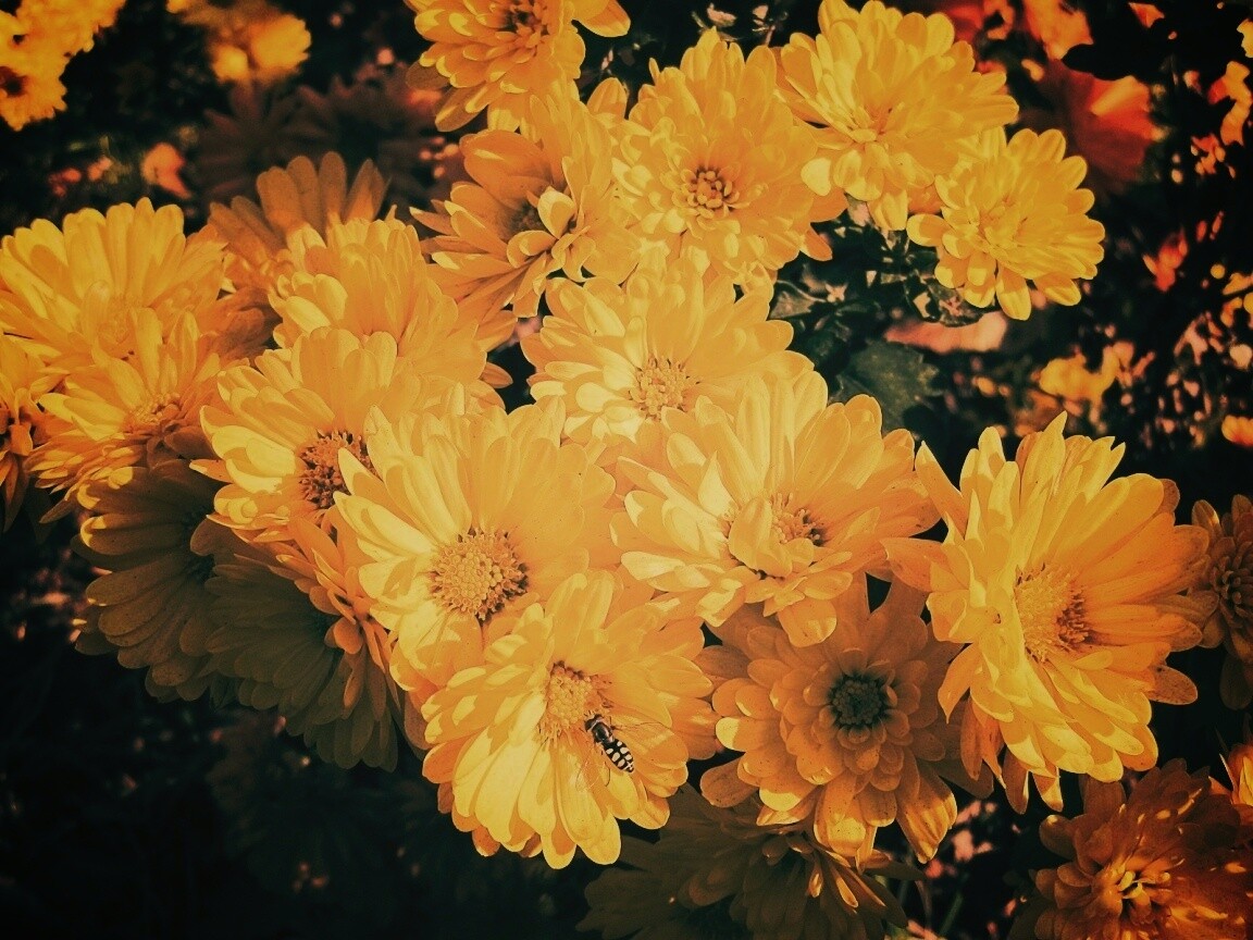 Оса на желтых герберах обои