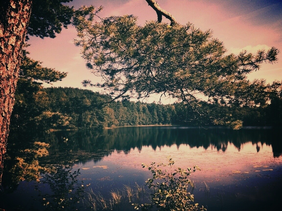 Ветка сосны над озером обои