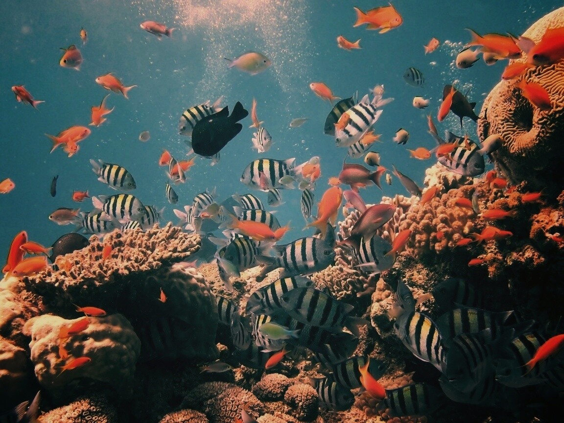 Жизнь в корраловом рифе обои