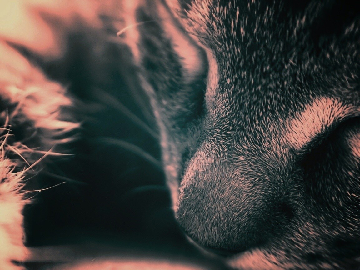 Мордочка кота обои