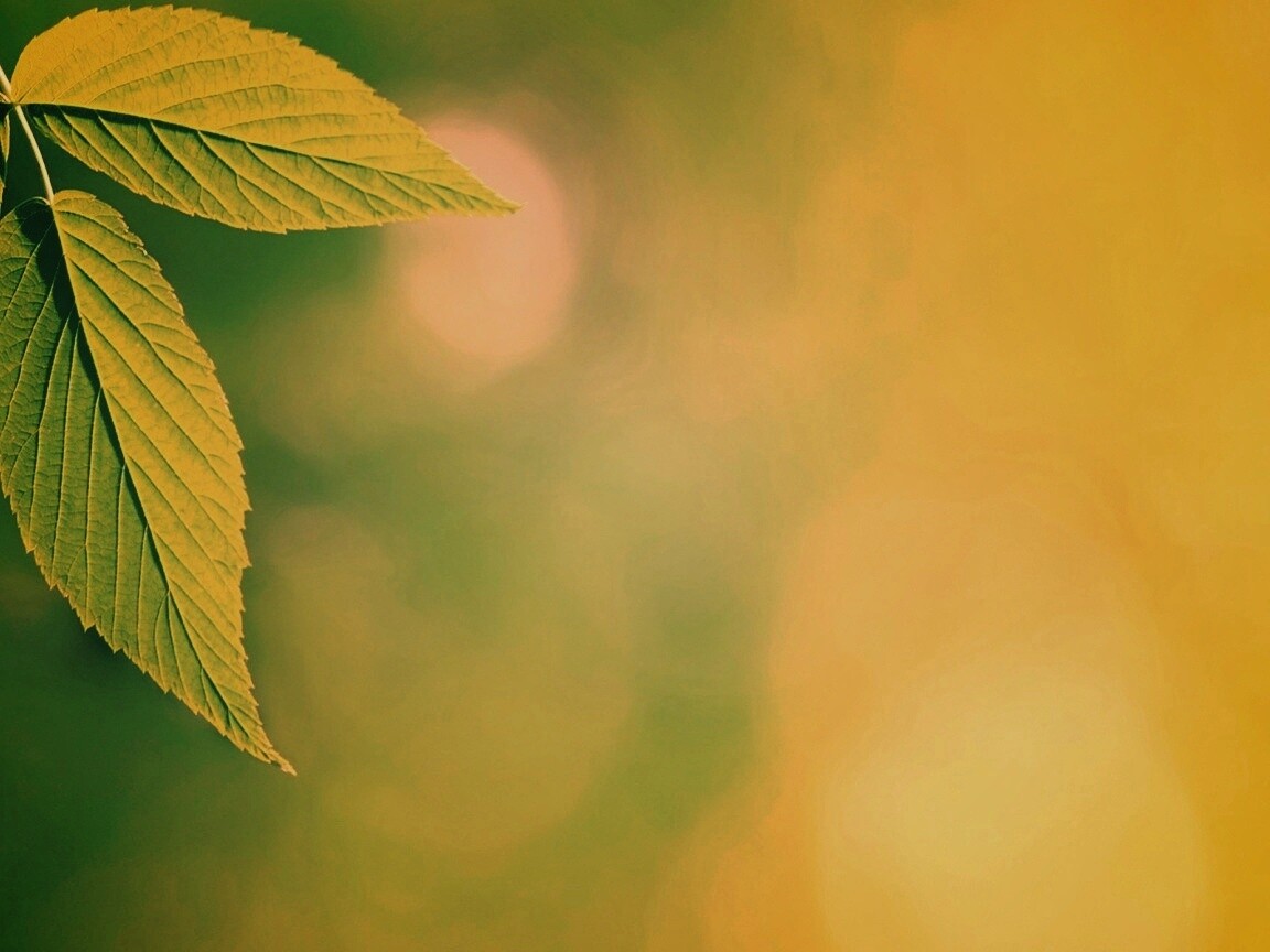 Два листа обои