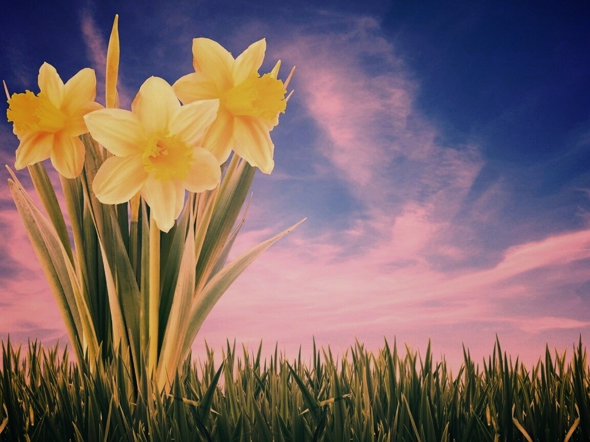 Букет цветов в траве обои