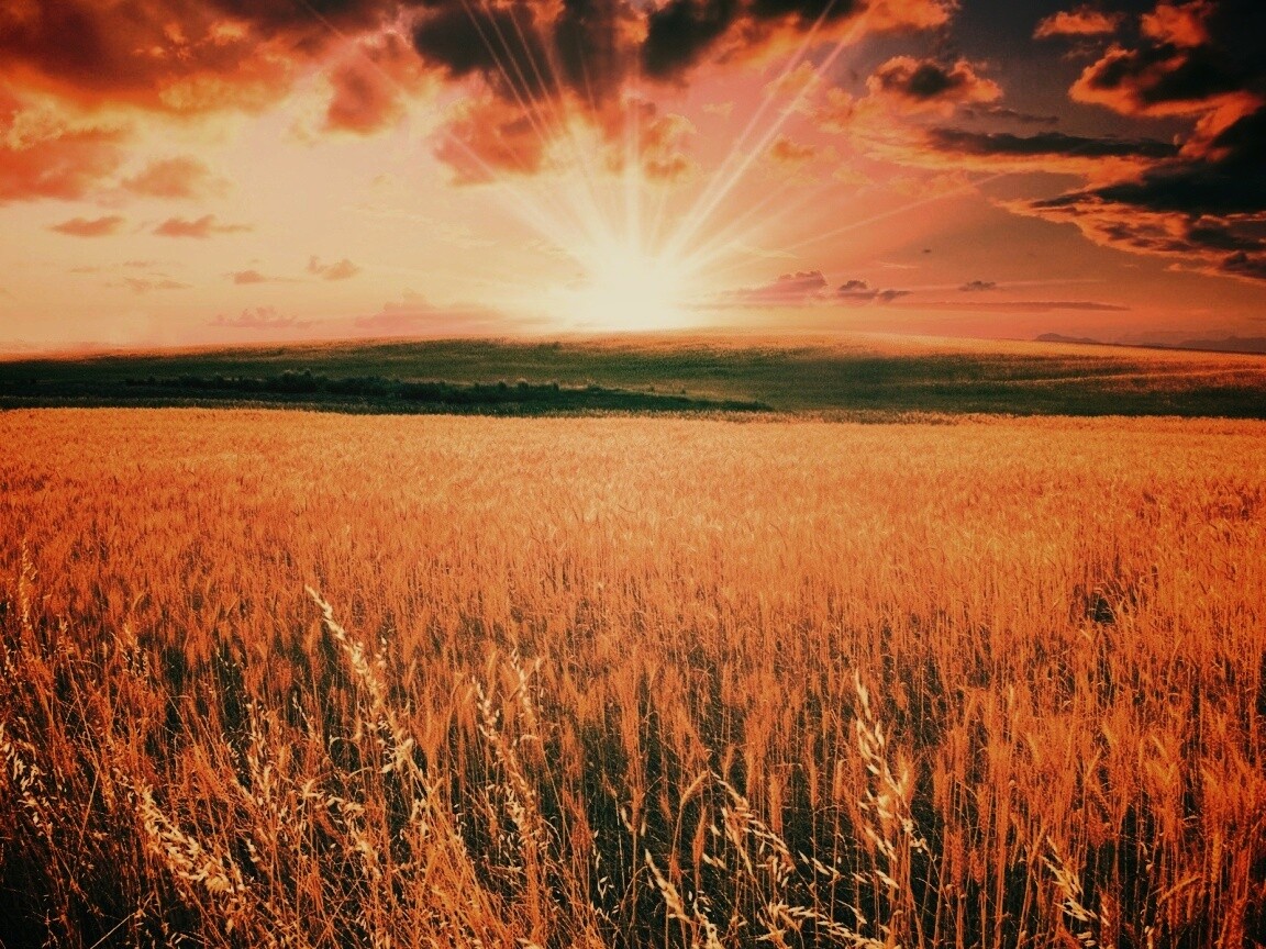 Восход над пшеничным полем обои
