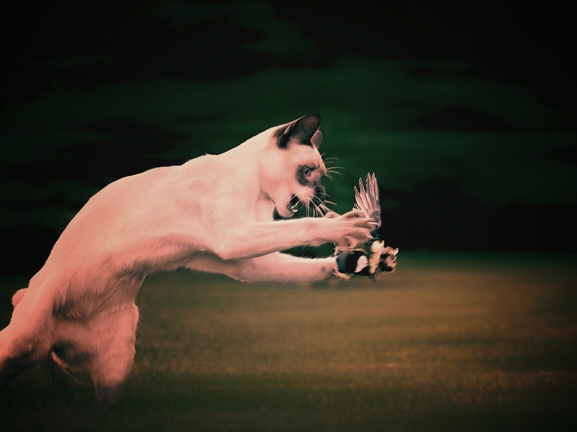 Кошка ловит птичку обои