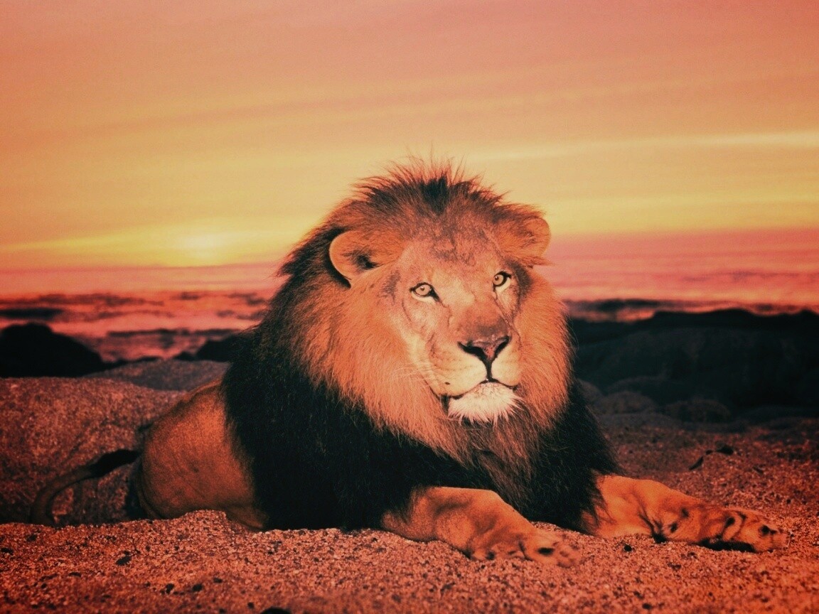 Лев на берегу океана обои