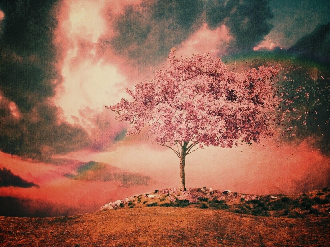 Одинокое цветущее дерево обои