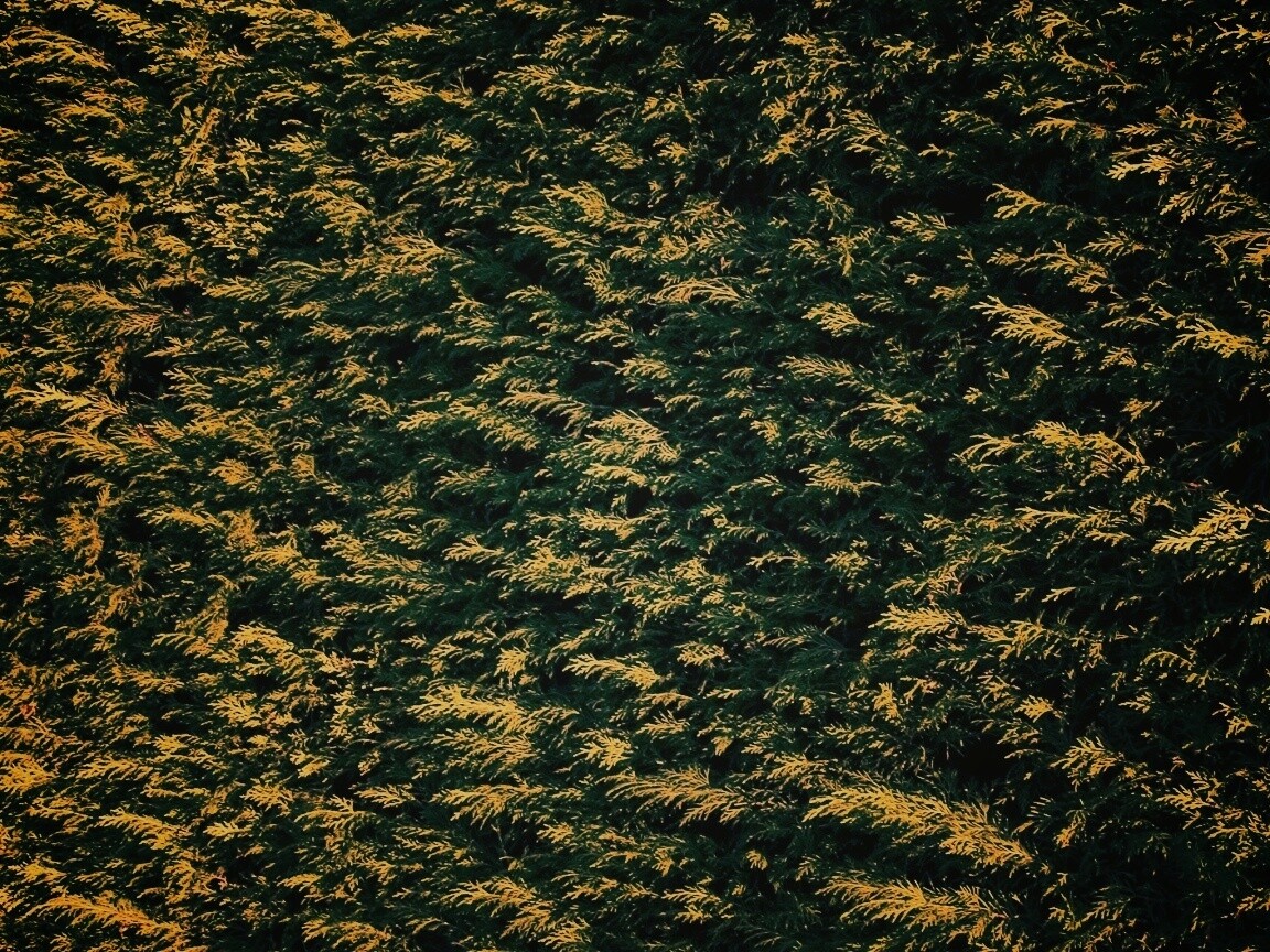 Густые хвойные заросли обои