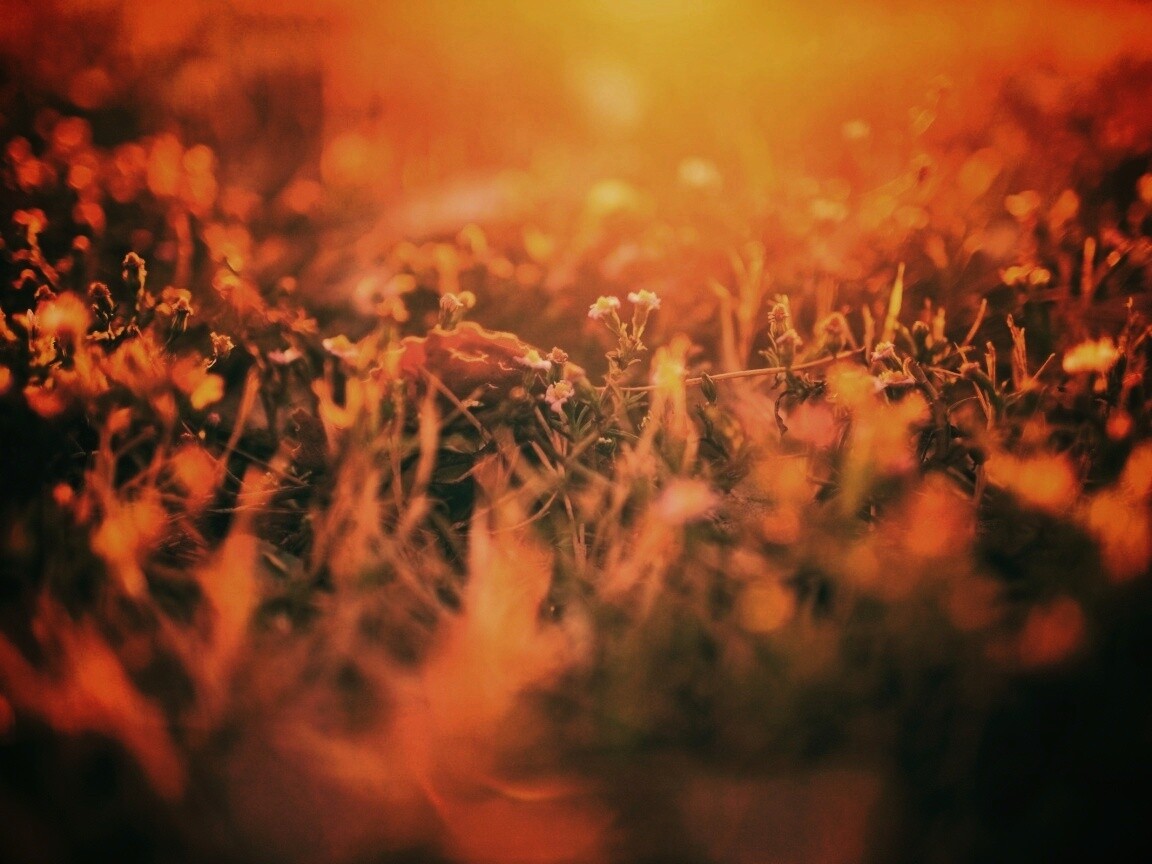 Полевые цветы в закатном солнце обои