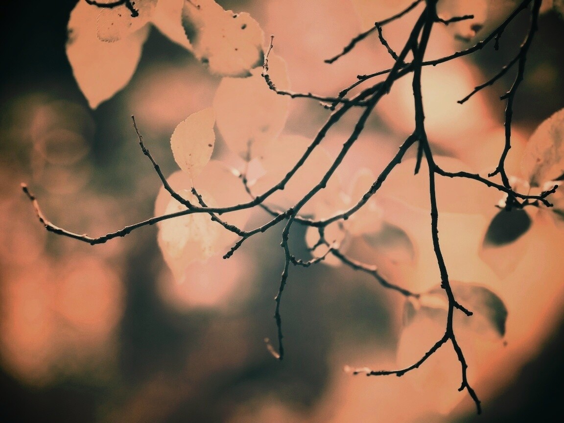 Осенние ветки без листьев обои