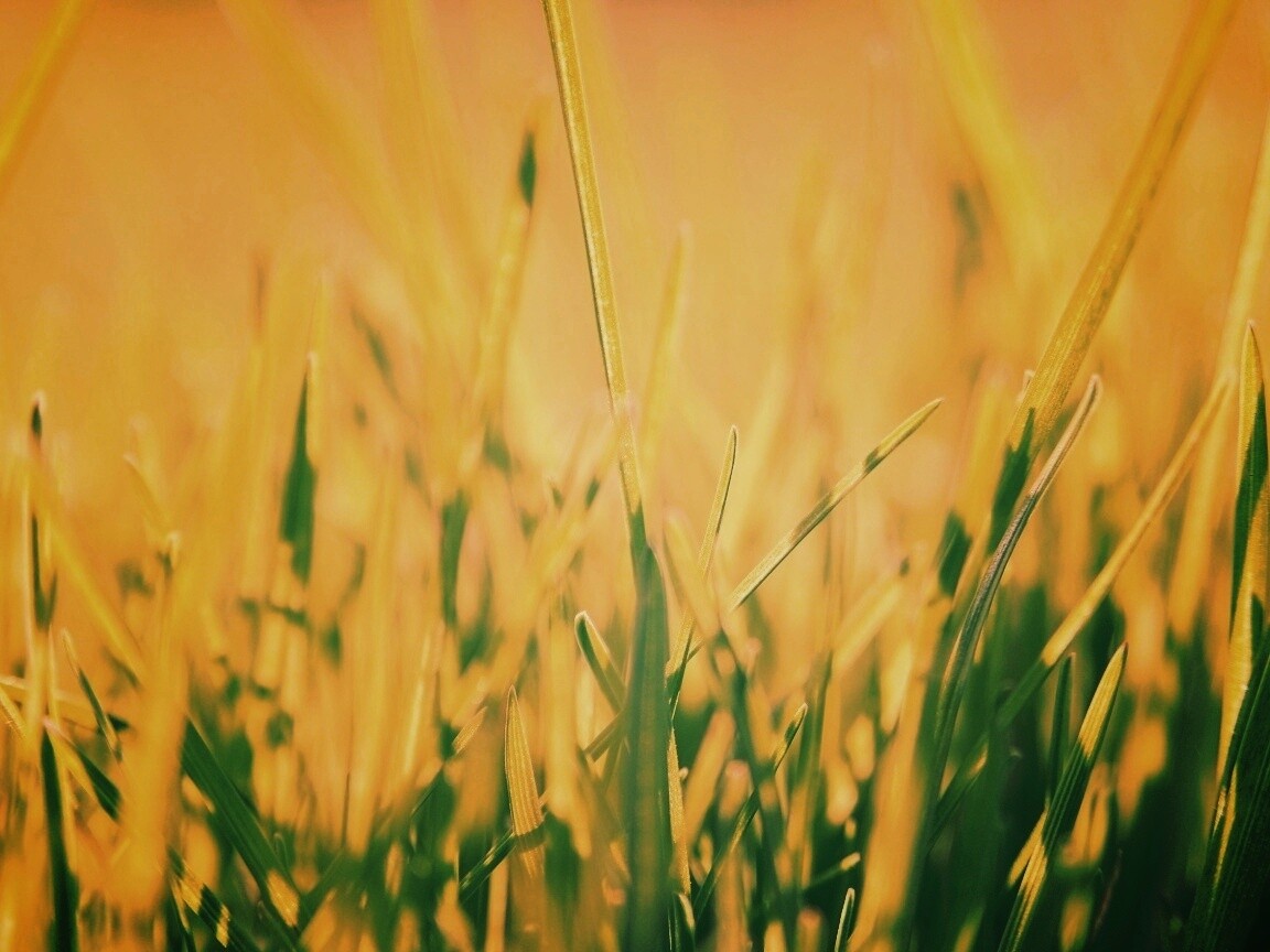 Ярко зеленая трава обои