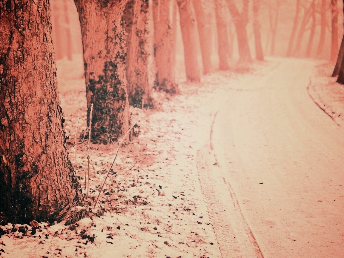 Дорога в зимнем лесу обои