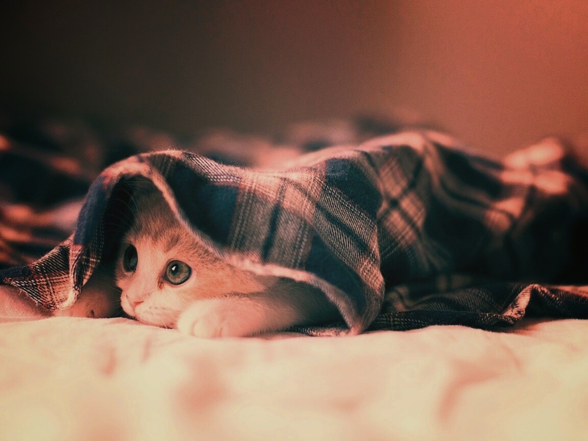 Котенок под одеялом обои
