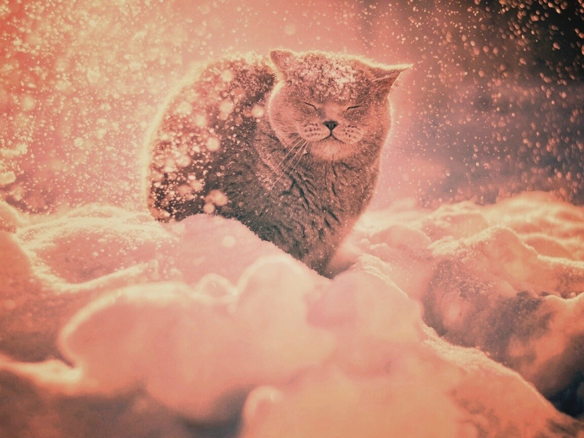 Британце в снегу обои