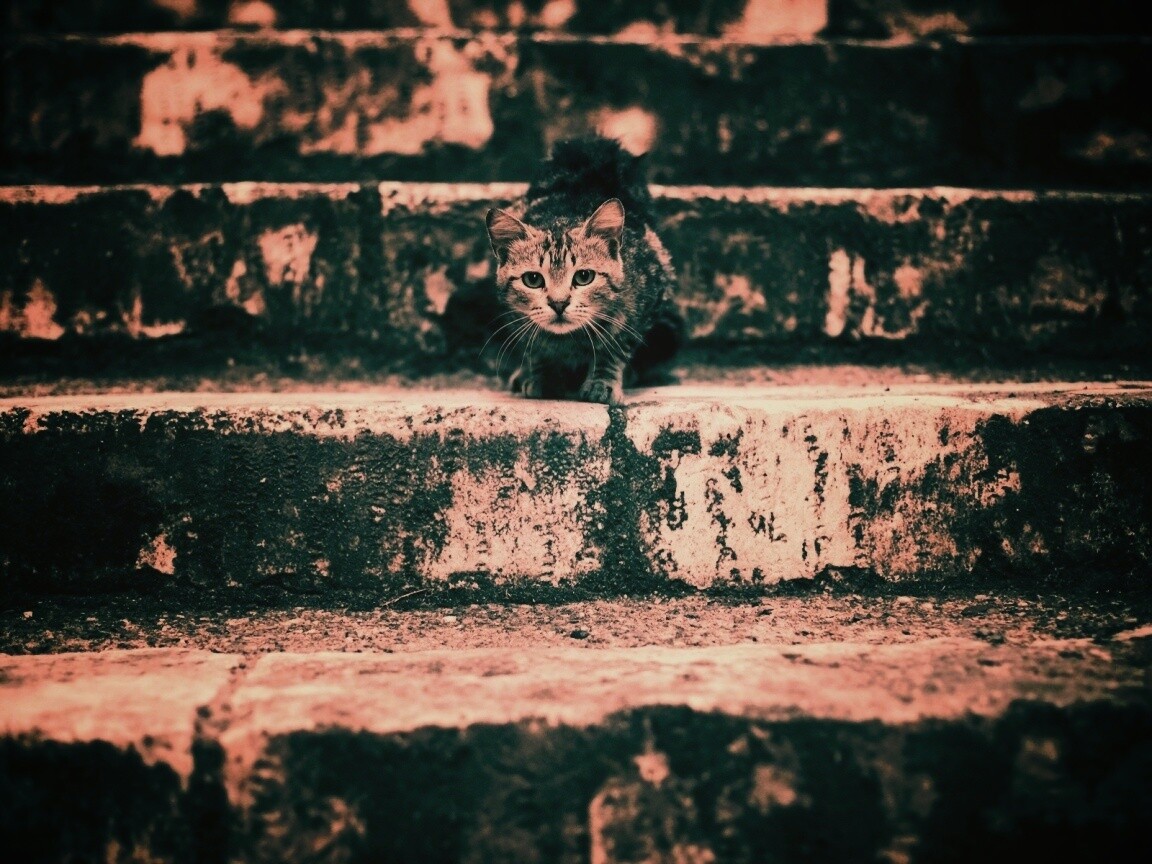 Растрепанная кошка на ступеньках лестницы обои