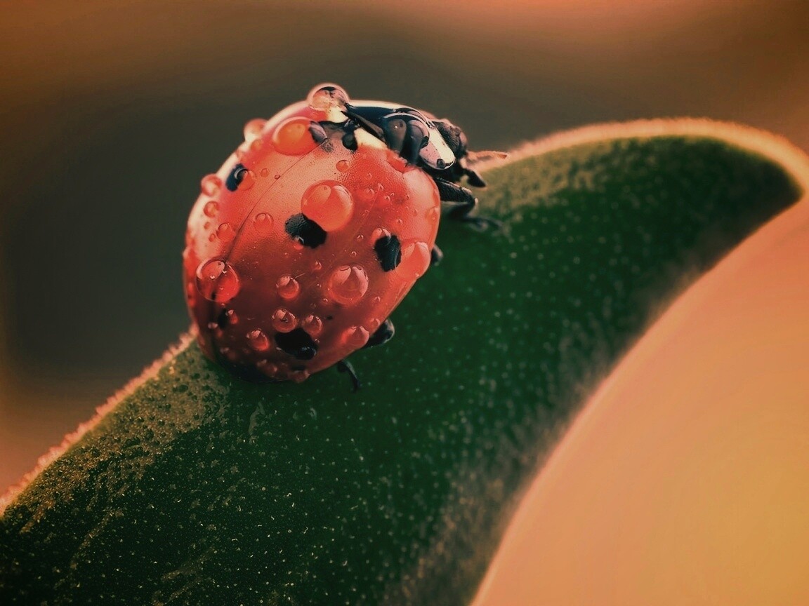 Божья коровка в макро обои