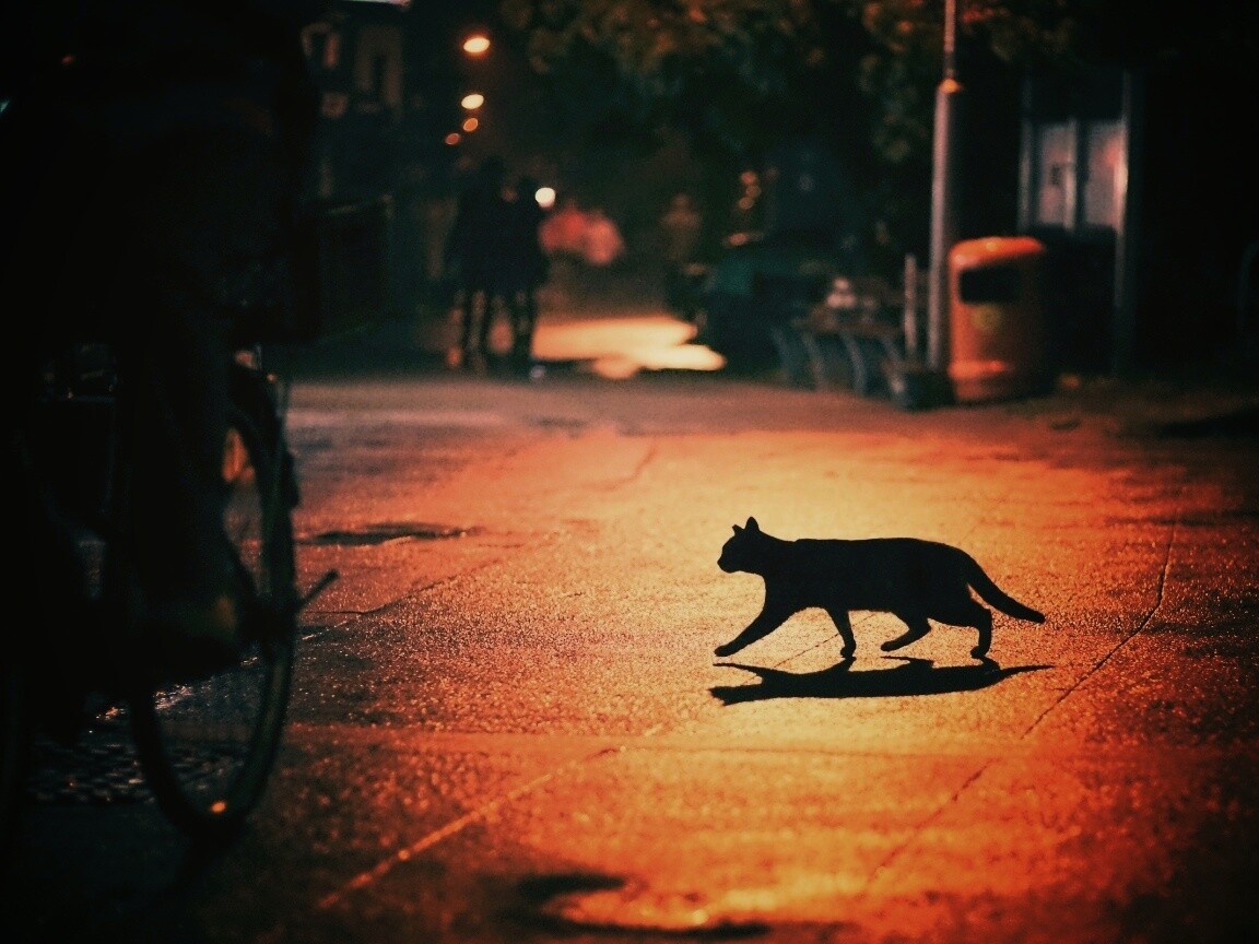 Кошка на ночной улице обои