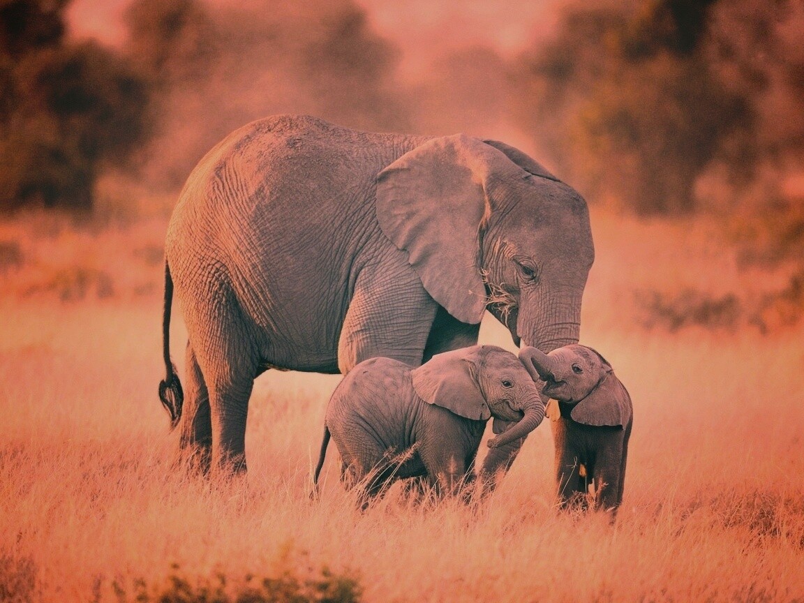 Слоны в национальном парке обои