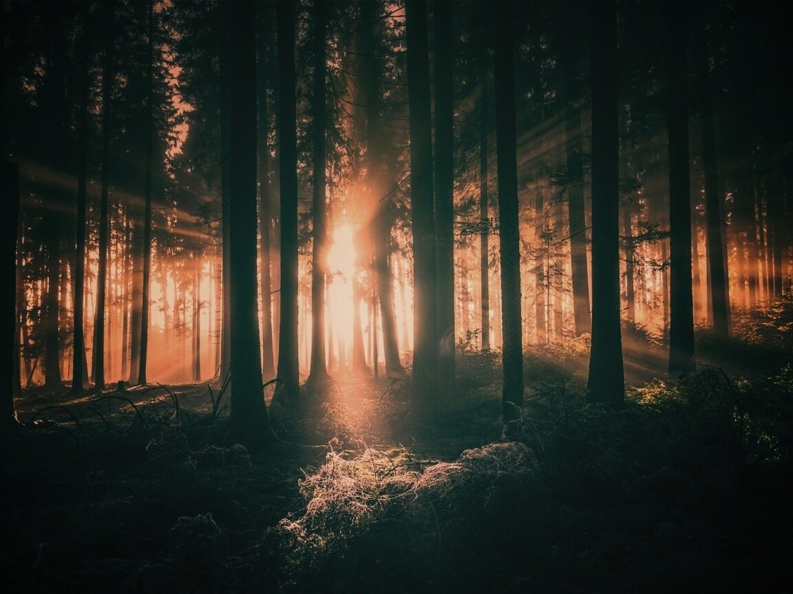 Свет пробивается сквозь стволы деревьев обои