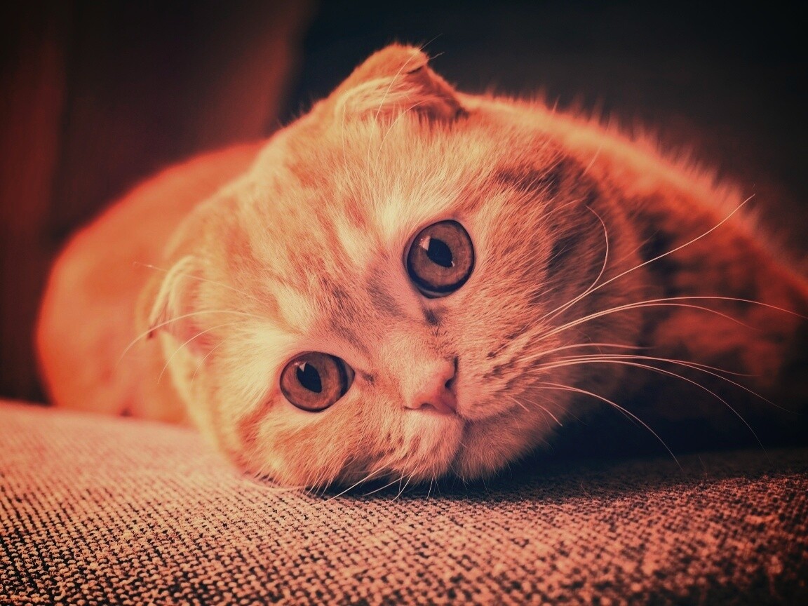 Скоттиш фолд рыжий обои